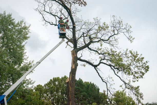 The Steps Involved in Our Tree Care Process in Tickfaw, LA